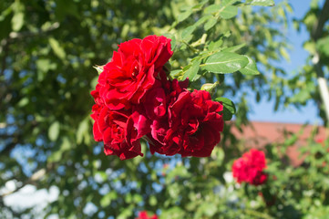red rose in the garden