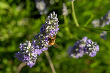 honey bee on lavendar flower