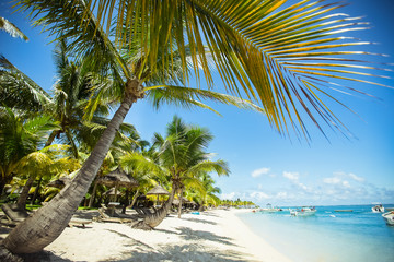 Fototapeta na wymiar Tropical beach with palms and blue water.