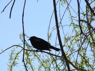 bird