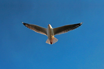 Seagull Flying at Great Ocean Road, Australia