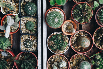 top view of various succulent and cactus plant growing in the pots on the old wooden tray at home...