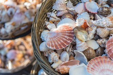 Beautiful seashells displayed in baskets