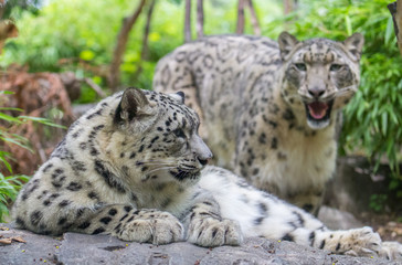Snow leopard lounges on a rock while another stands out of focus in the distance