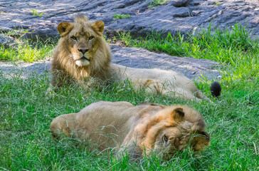 Obraz premium Two male lions relax in the grass and gaze at the camera.