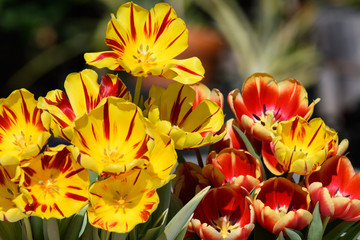 Two bunches of Tulips