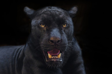 black panther shot close up with black background © subinpumsom