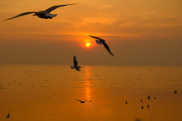 Sea gull fly over the sunset travel in thailand
