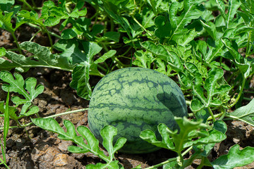 Close up of young Watermelon fruit.