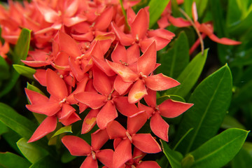 Glossy Ixora flower