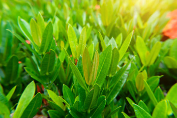 Fototapeta na wymiar Glossy Ixora leaves