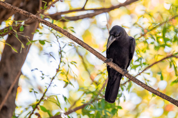 The crow is on a branch
