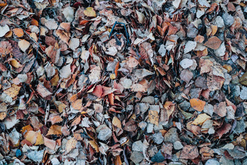 autumn leaves on the ground