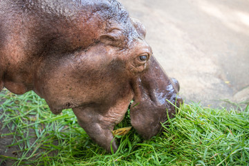 big hippopotamus