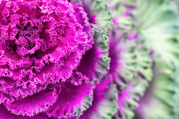 beautiful decorative cabbage cauliflower, selective focus