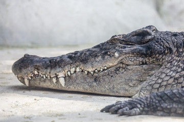 Big alligator crocodile