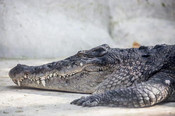 Big alligator crocodile