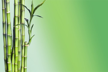 Fototapeta na wymiar Many bamboo stalks on natural background, decoration plant.