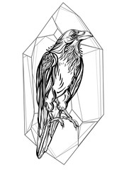 Raven. Vector illustration isolated on white background. Detailed drawing of a bird
