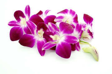 Thai Orchid flowers