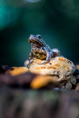The common frog