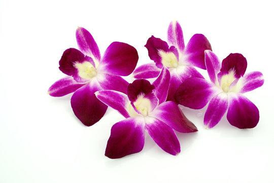 Thai Orchid Flowers