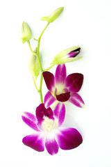 Obraz na płótnie Canvas Thai Orchid flowers
