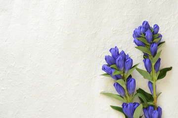 リンドウ　和紙背景
