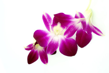 Fototapeta na wymiar Thai Orchid flowers