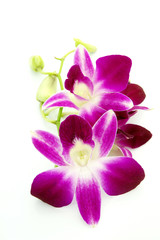 Naklejka na ściany i meble Thai Orchid flowers