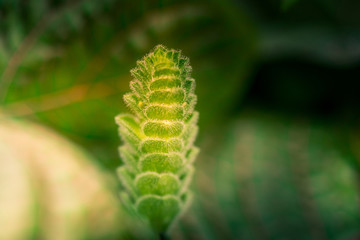 close-up photo of little green plant. Small Canary Grass