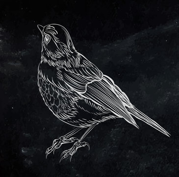 bird. Vector illustration isolated on black background. Detailed  drawing of a bird