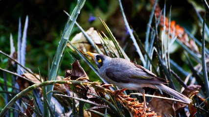 Noisy Miner - A grey bird with a distinctive yellow patch behind the eye, yellow-orange bill and feet and a yellow-olive patch on the wing