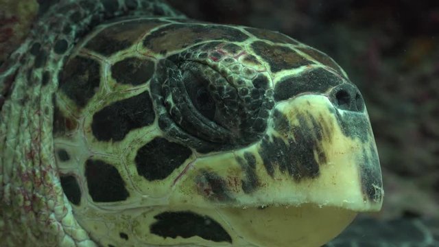 Closeup shot of head of The hawksbill sea turtle (Eretmochelys imbricata