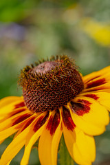 Yellow flower with red stripes