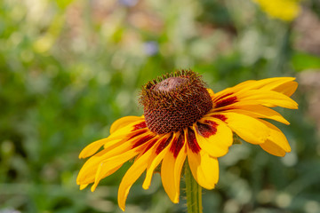 Yellow flower with red stripes