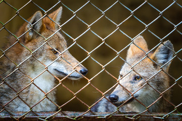 Fox staying in the cage / Animal rights concept