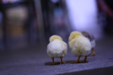 ひよこ © anohianotoki