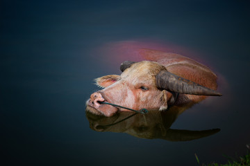 Albino buffalo (Pink buffalo) hides in water from a heat.