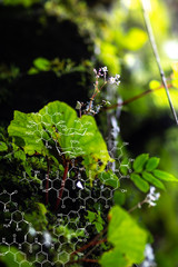 Plants background with biochemistry structure.