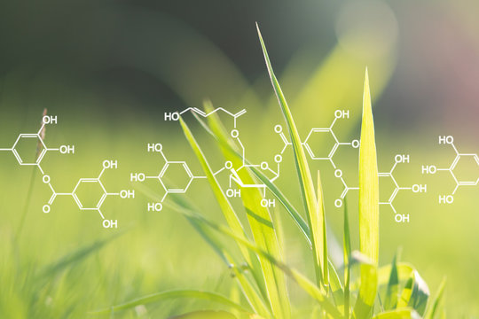 Plants background with biochemistry structure.