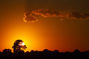 Sun behind tree during dusk