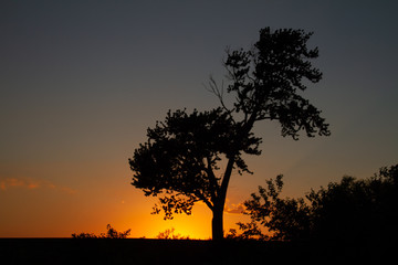 Fototapeta na wymiar Orange and blue sunset with tree