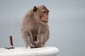 Portrait of rhesus macaque monkey 