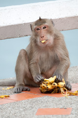Portrait of rhesus macaque monkey 