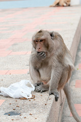 Portrait of rhesus macaque monkey 