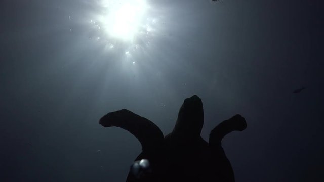 The hawksbill sea turtle (Eretmochelys imbricata) eats jelly fish (Pelagia noctiluca) 