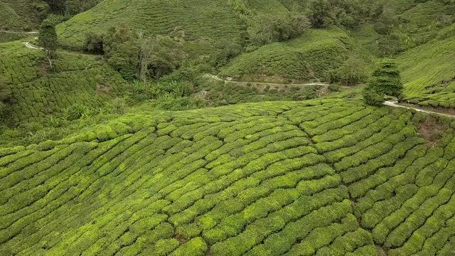 Video of drone footage at tea plantation Cameron Highland in Vertigo Effect