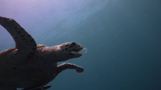 The hawksbill sea turtle (Eretmochelys imbricata) eats jelly fish (Pelagia noctiluca) 
