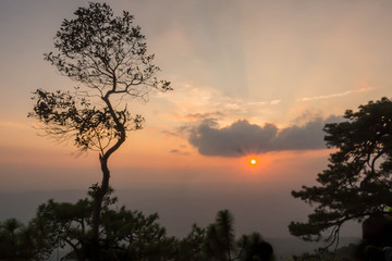 Sunset with silhouette of tree.